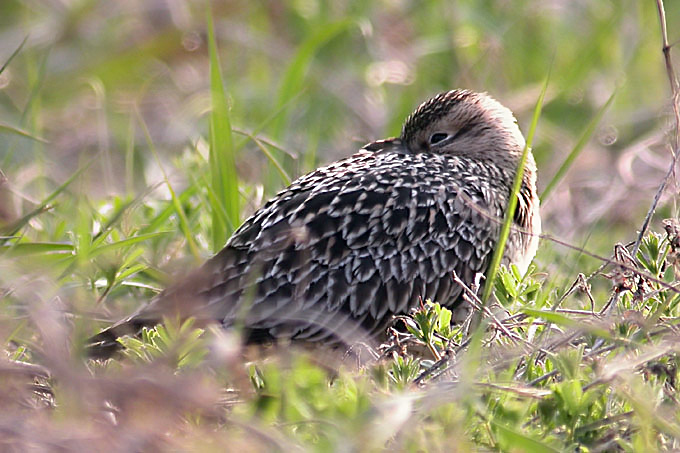 Little Whimbrel