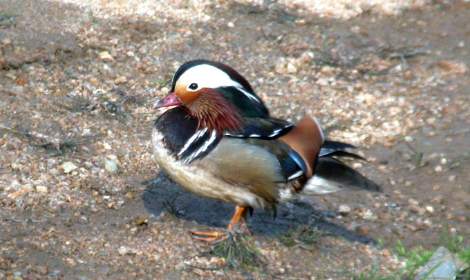 Mandarin Duck