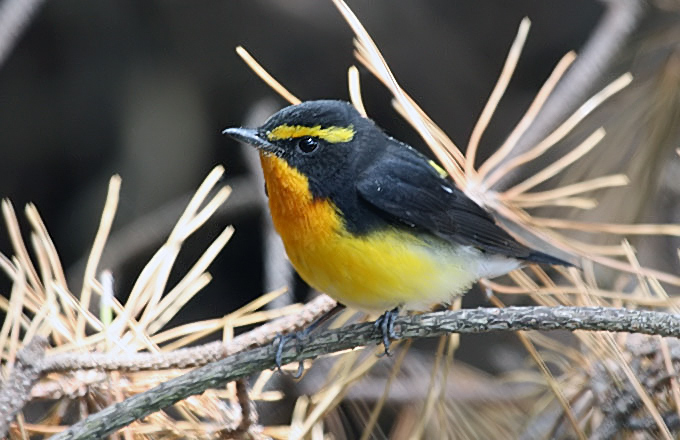 Male Narcissus Flycatcher