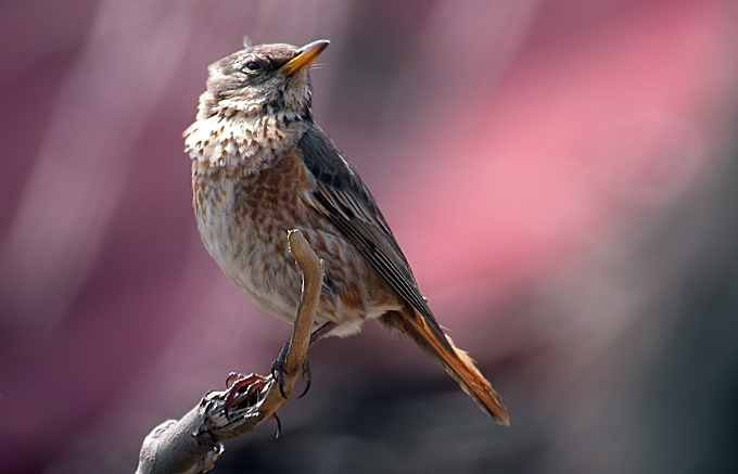Naumann’s Thrush