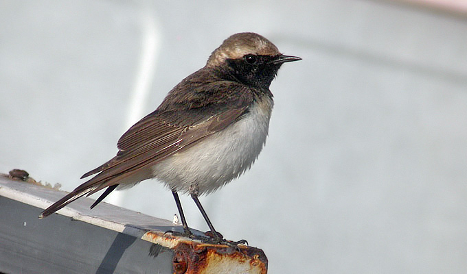 Pied Wheatear