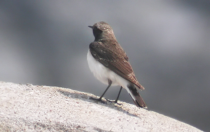 Pied Wheatear