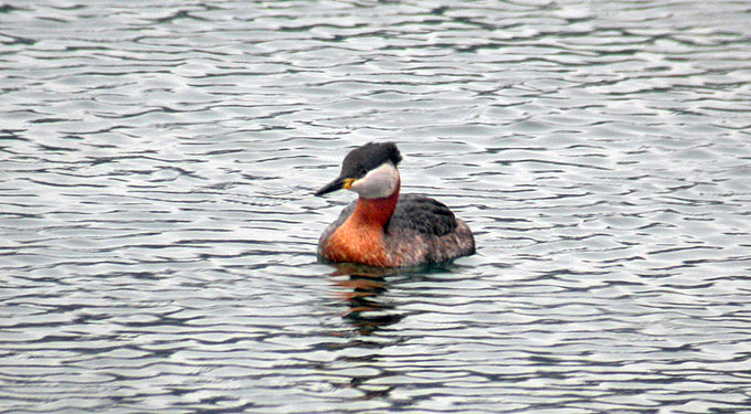 Red-necked Grebe