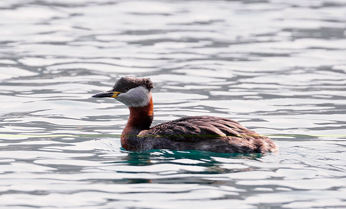Red-necked Grebe
