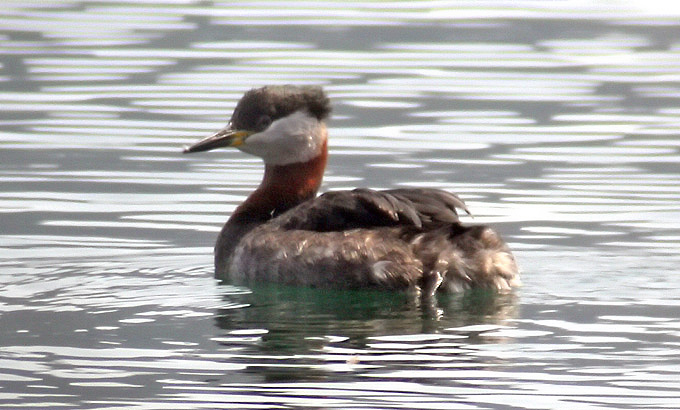 Red-necked Grebe