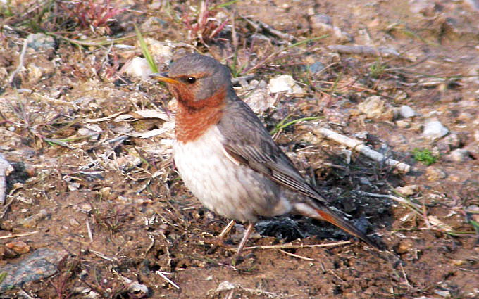 Red-throated Thrush