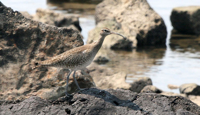 Whimbrel