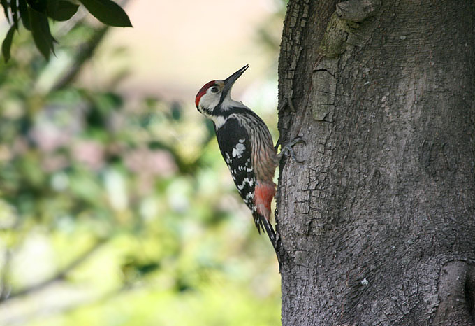 White-backed Woodpecker