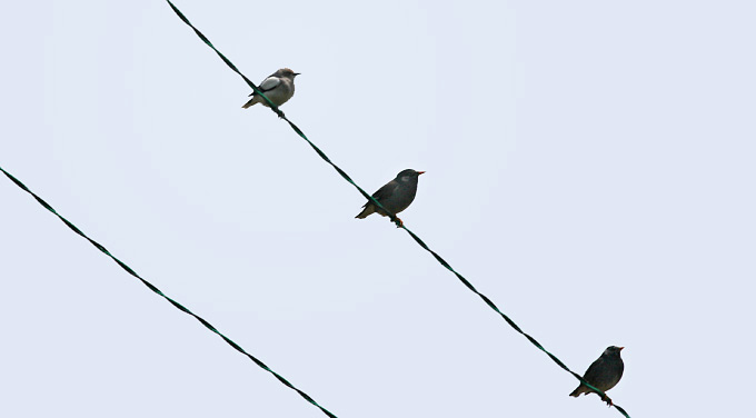 White-shouldered Starling