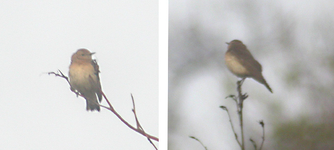 pied wheatear, South Korea