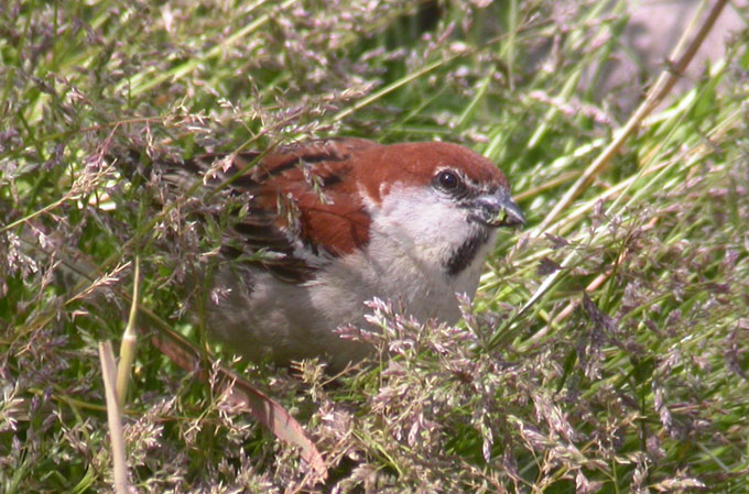 russet sparrow, South Korea