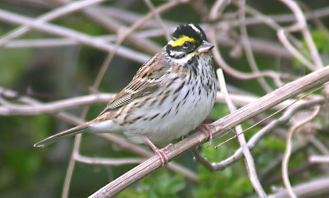 yellow-browed bunting, South Korea