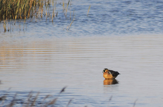 Baikal Teal