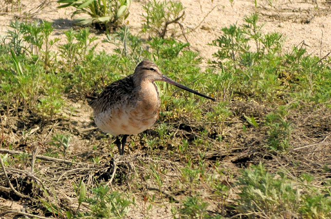 Bar-tailed Godwit