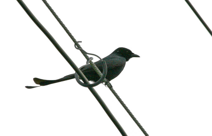 Black Drongo