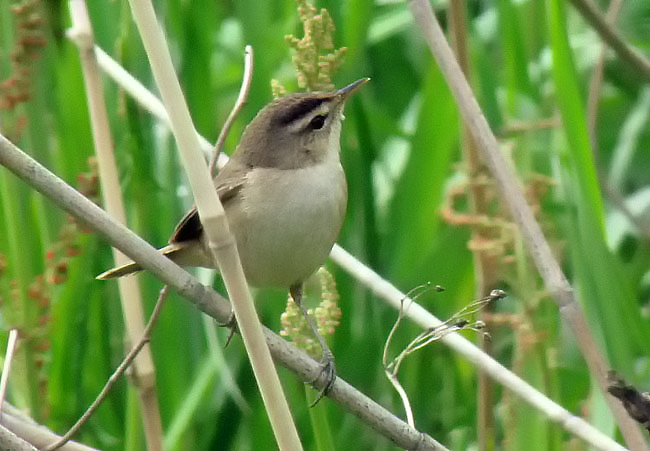 Black-browed Reed Warbler