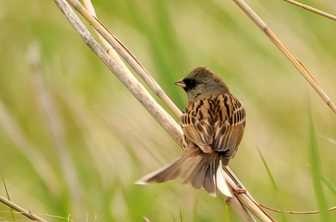 Black-faced Bunting