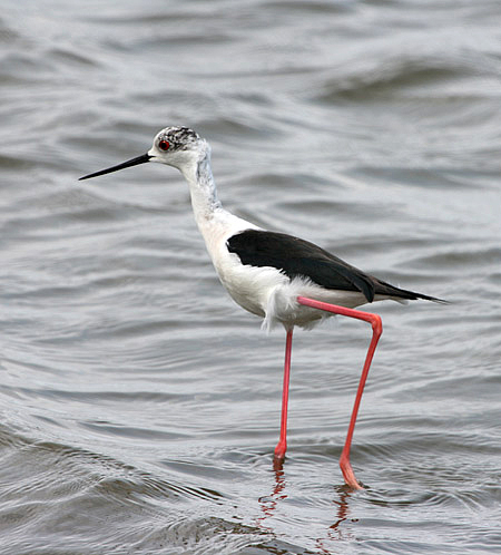 Black-winged Stilt