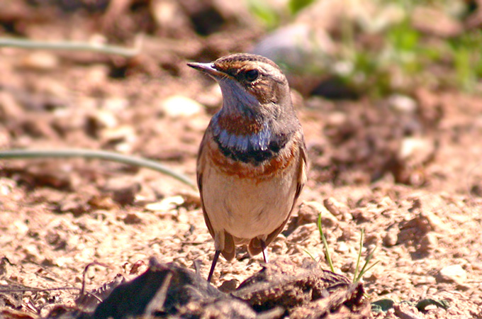 Bluethroat