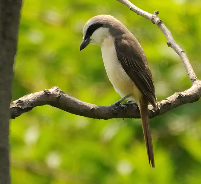 Brown Shrike
