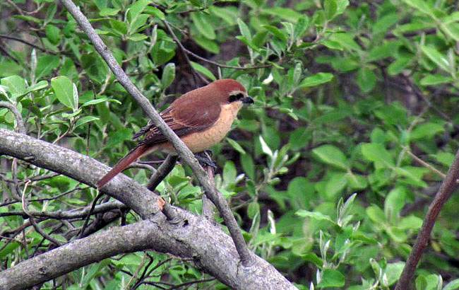 JBrown Shrike