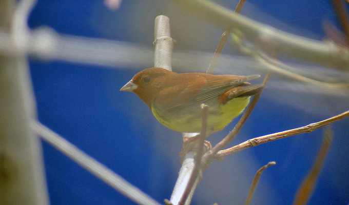 Chestnut Bunting