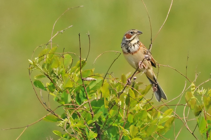 Chestnut-eared Bunting
