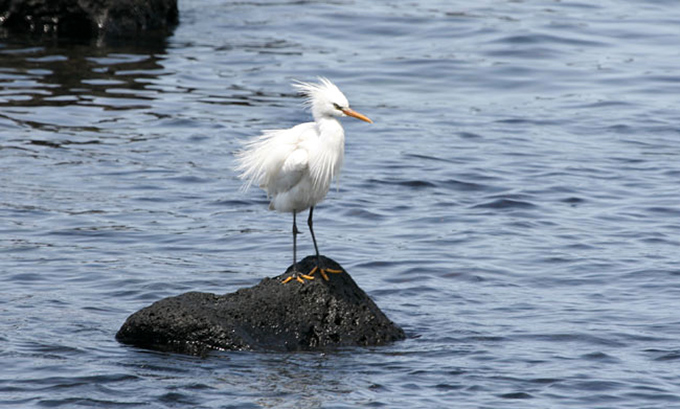 Chinese Egret