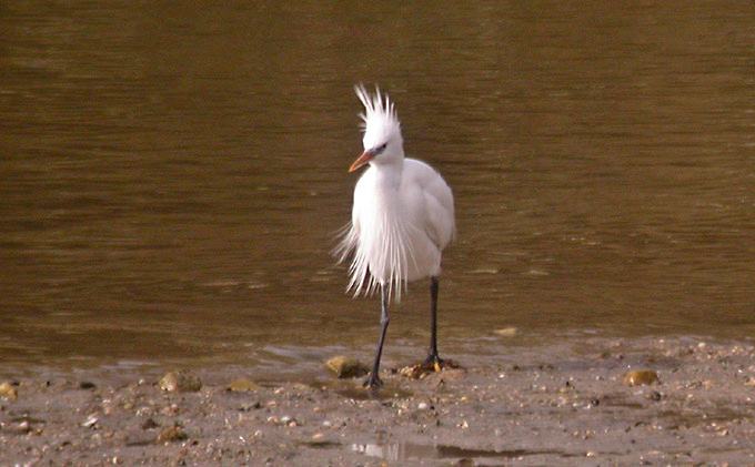 Chinese Egret