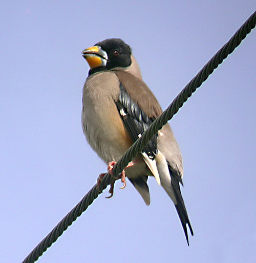Chinese Grosbeak