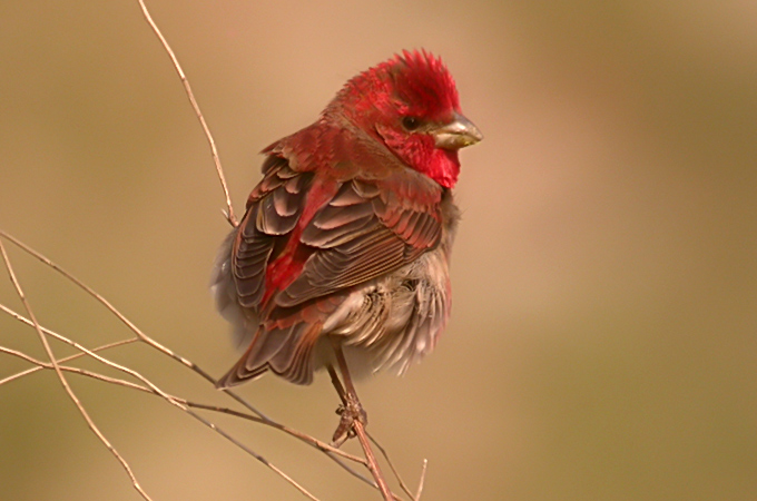 Common Rosefinch