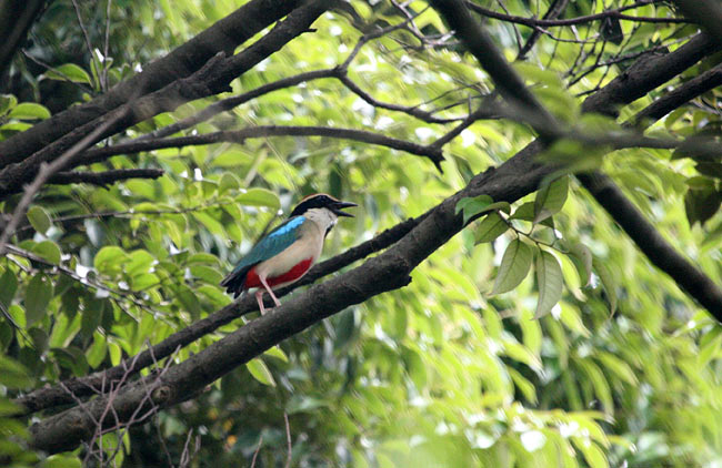 Fairy Pitta