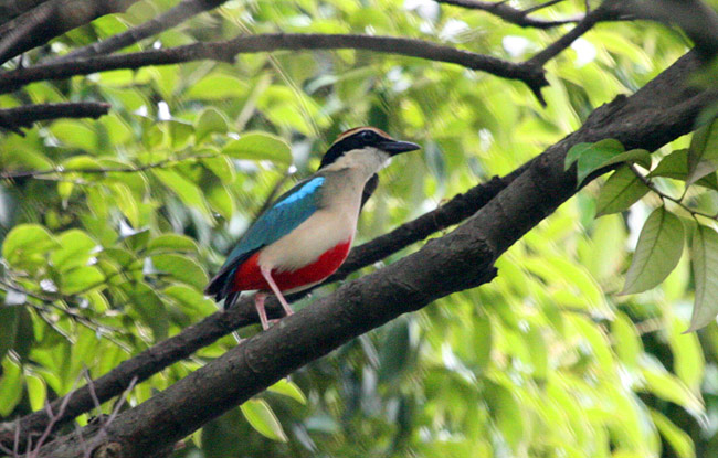 Fairy Pitta