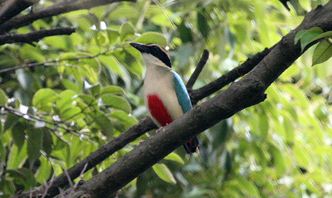 Fairy Pitta