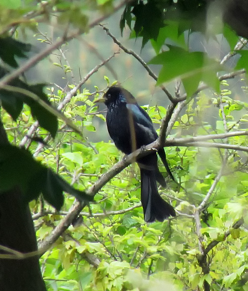 Hair-crested Drongo
