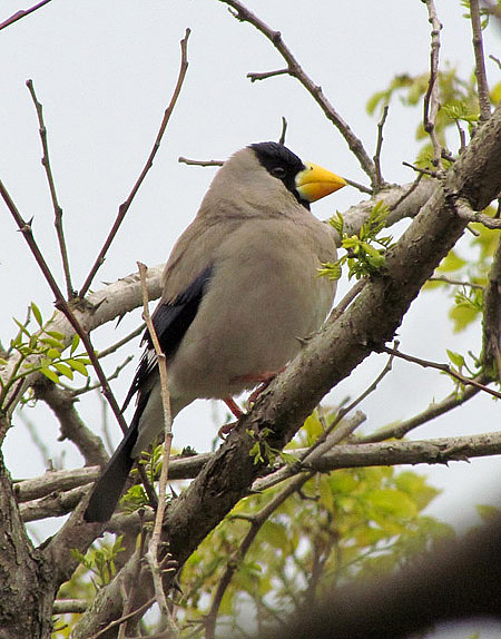 Japanese Grosbeak