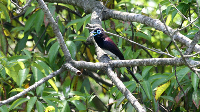 Japanese Paradise Flycatcher