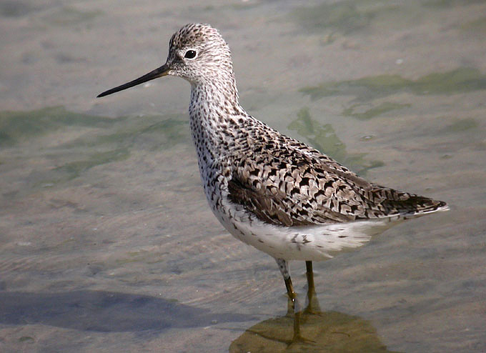 Marsh Sandpiper