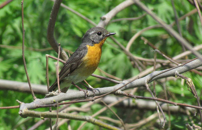 Mugimaki Flycatcher