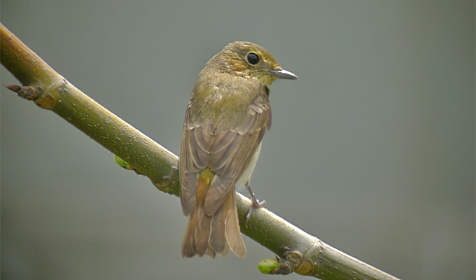 A very interesting Narcissus Flycatcher