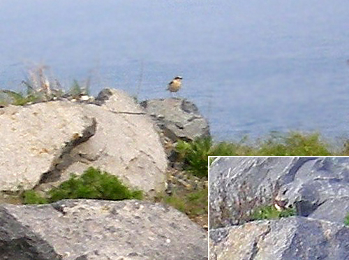 Northern Wheatear