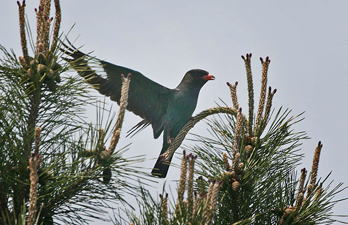 Oriental Dollarbird