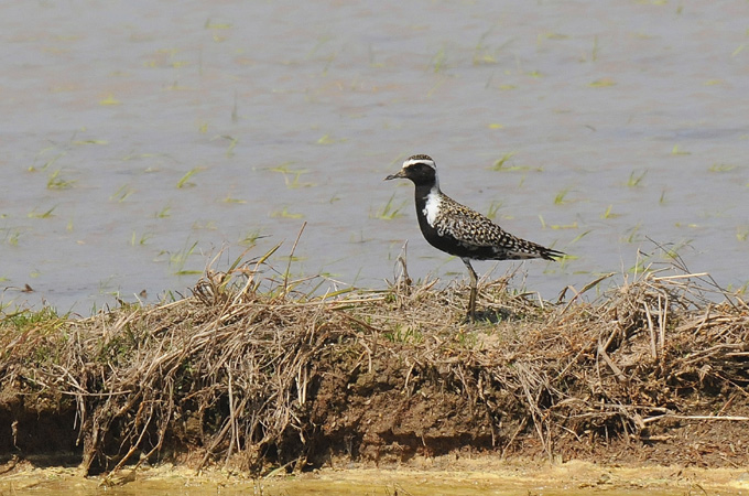 Pacific Golden Plover