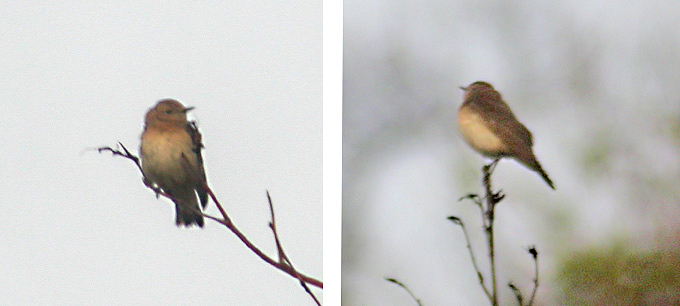 Pied Wheatear