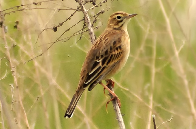 Richard’s Pipit
