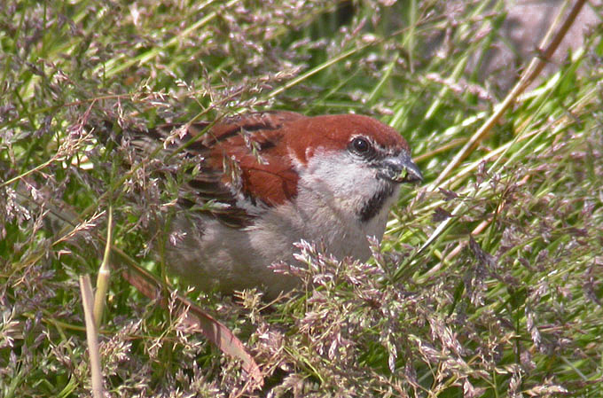 Russet Sparrow