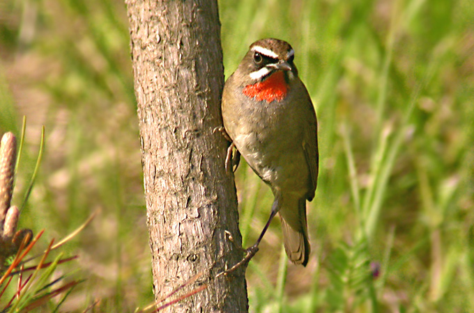 Siberian Rubythroat