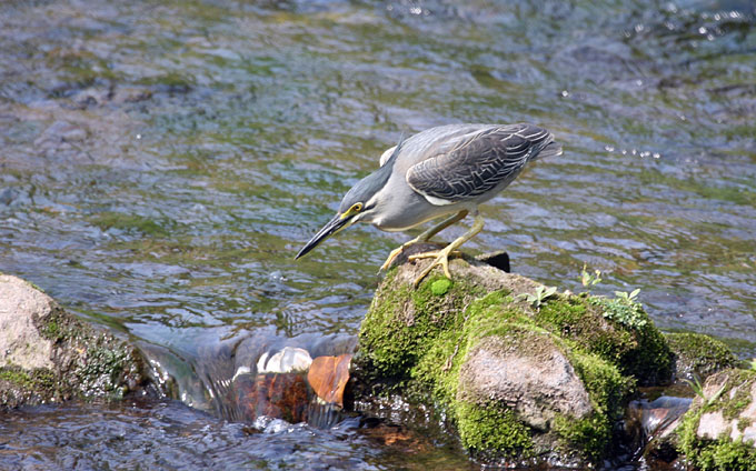 Striated Heron