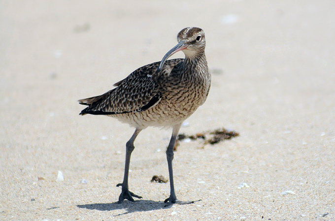 Whimbrel