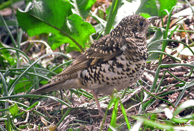 White’s Thrush